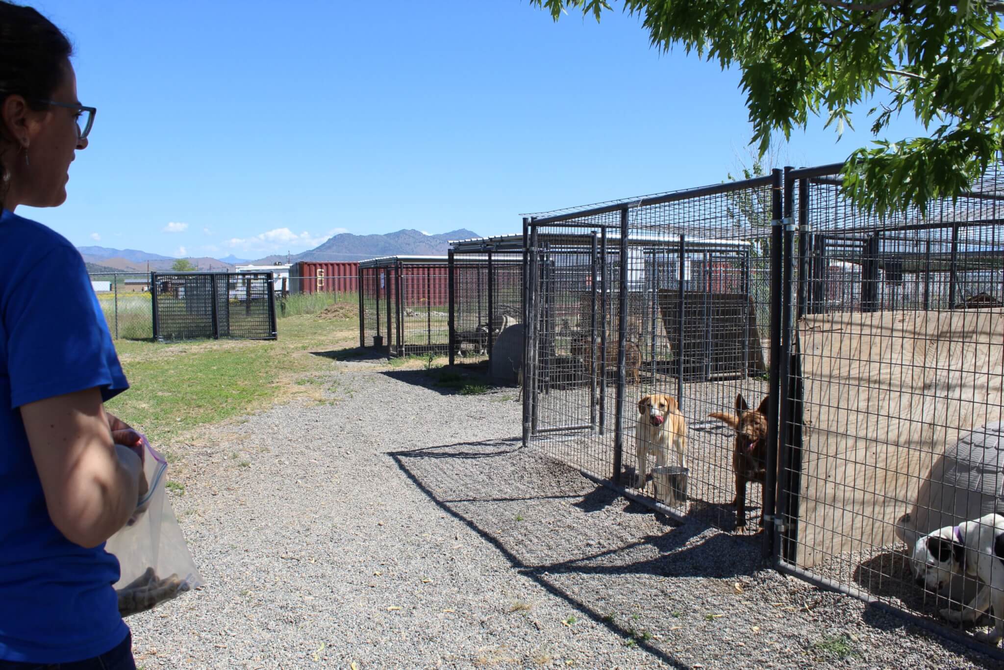 Adoption Center_ freestanding Kennels, Ali Left