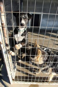 Dog accommodations_Daisy CU and Milday below in south side outdoor enclosure