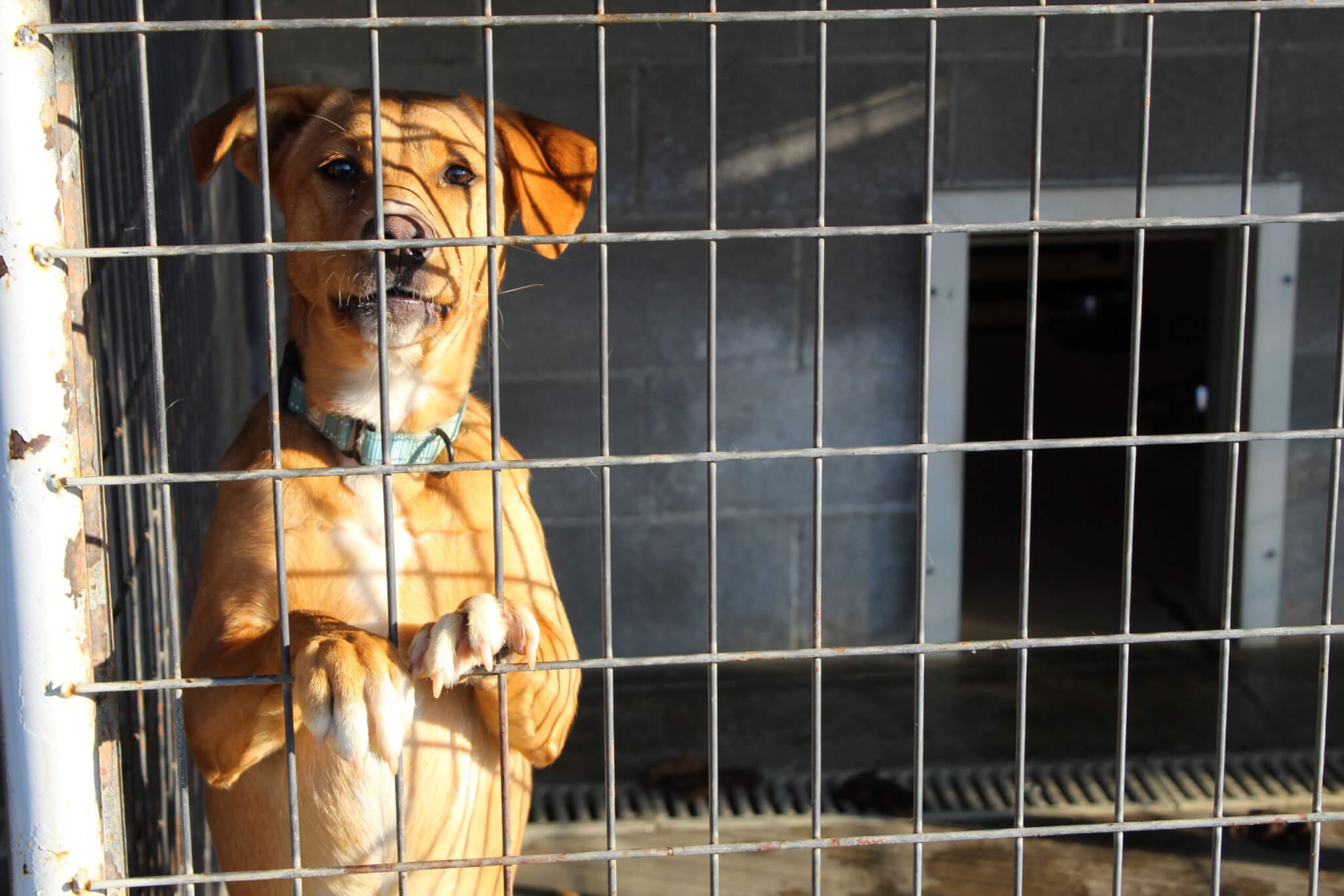 Dog accommodations_Ginger CU in south side outdoor enclosure