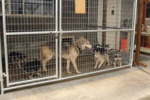 Dog accommodations_Momma husy and puppies, fire dogs, in new North Side Kennel