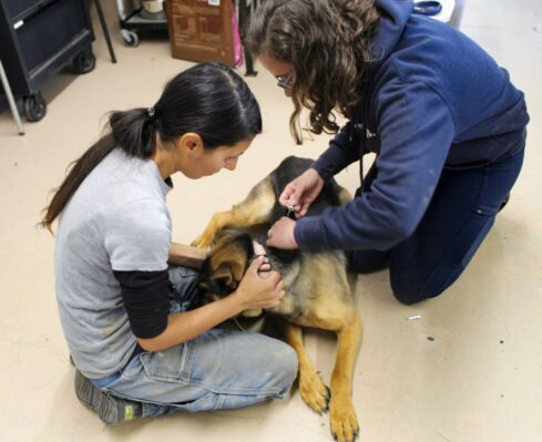 Dog microchips_GSD being microchipped by RR staff WS