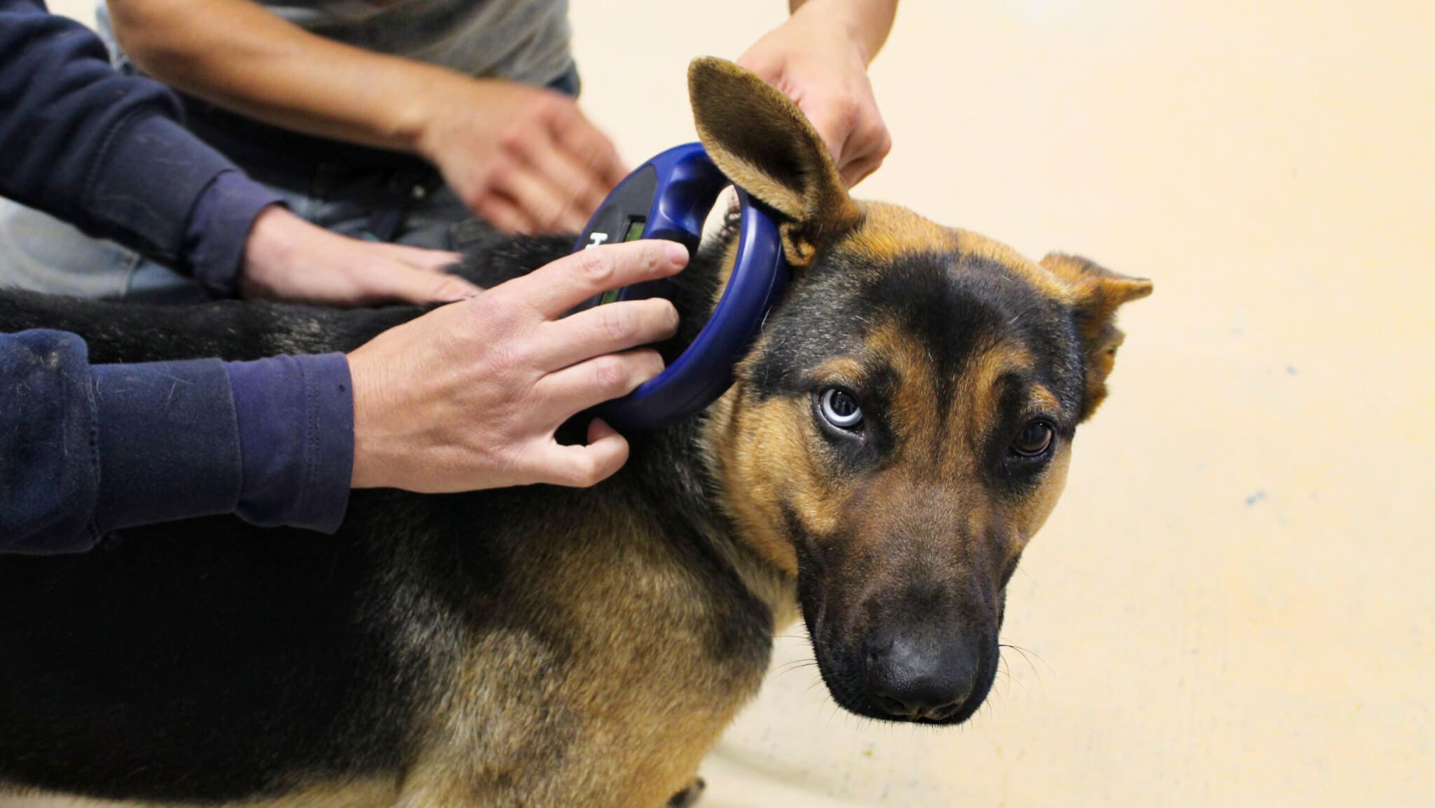 Do They Put Microchips In Dogs Ears