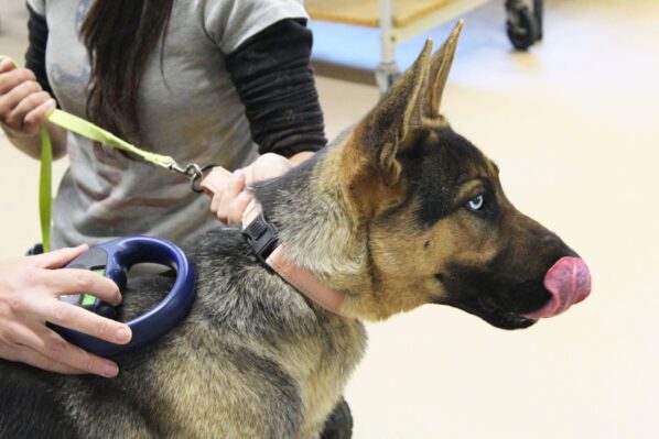 Dog microchips_Scanning GSD for microchip profile CU 2