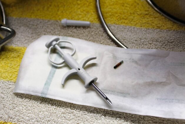 Dog microchips_Uncapped syringe and microchip