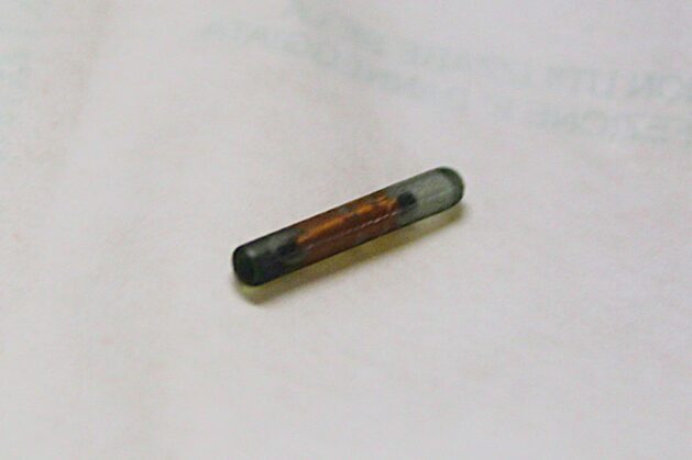 Dog microchips_microchip