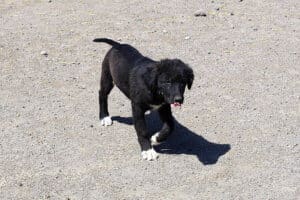 Dogs dogs dogs: Nori, Aussie pup