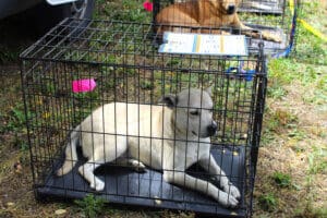 Dog adoptions, Buzz in crate