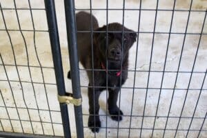 Dogs dogs dogs: Chaz parvo puppy