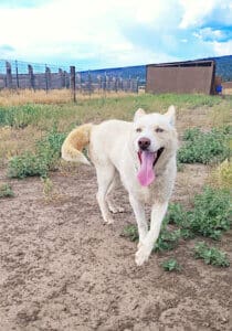 Gina out in Sanctuary yard