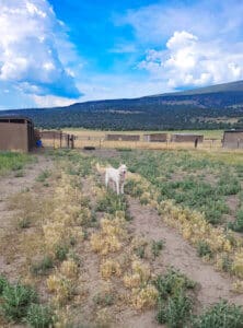 Gina out in Sanctuary yard