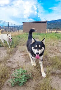 Gina following behind Hanna out in Sanctuary yard