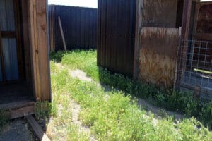 Grass still needs to be pulled or mowed