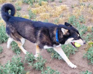 Hanna carrying tennis ball