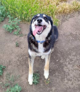 Hanna sitting smiling for the camera, tongue hanging out