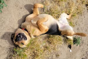 Lee rolling on his back for a belly rub