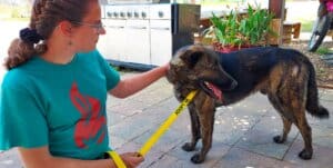 Mack on leash facing Ali and looking away