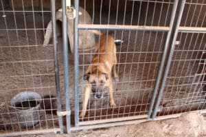 Dogs dogs dogs: Raelynn in secure enclosure
