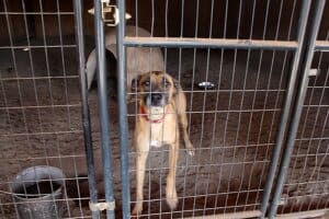 Dogs dogs dogs: Raelynn in secure enclosure