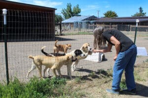Dogs dogs dogs adolescents greet Laura
