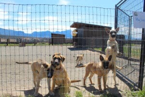 Dogs dogs dogs: older puppies in play yard