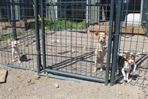 Dogs dogs dogs: Chi pups in whelping sheds