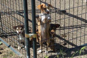 Dogs dogs dogs: Chi pups in whelping sheds