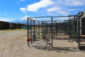 Dogs dogs dogsSide view of expanded Whelping shed exterior space