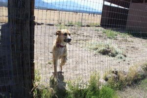 Dogs dogs dogs: Teto in yard