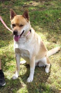 Dog adoptions, Thornton sitting