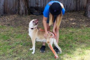 Dog adoptions, Thornton getting rump rub