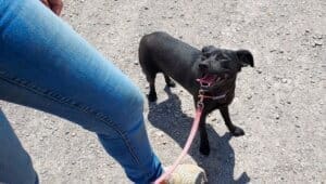 Unconditional love, Bugsy Looking up attentively at handler