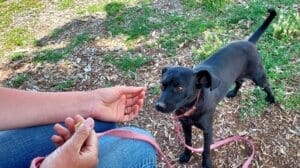 Bugsy about to take a treat