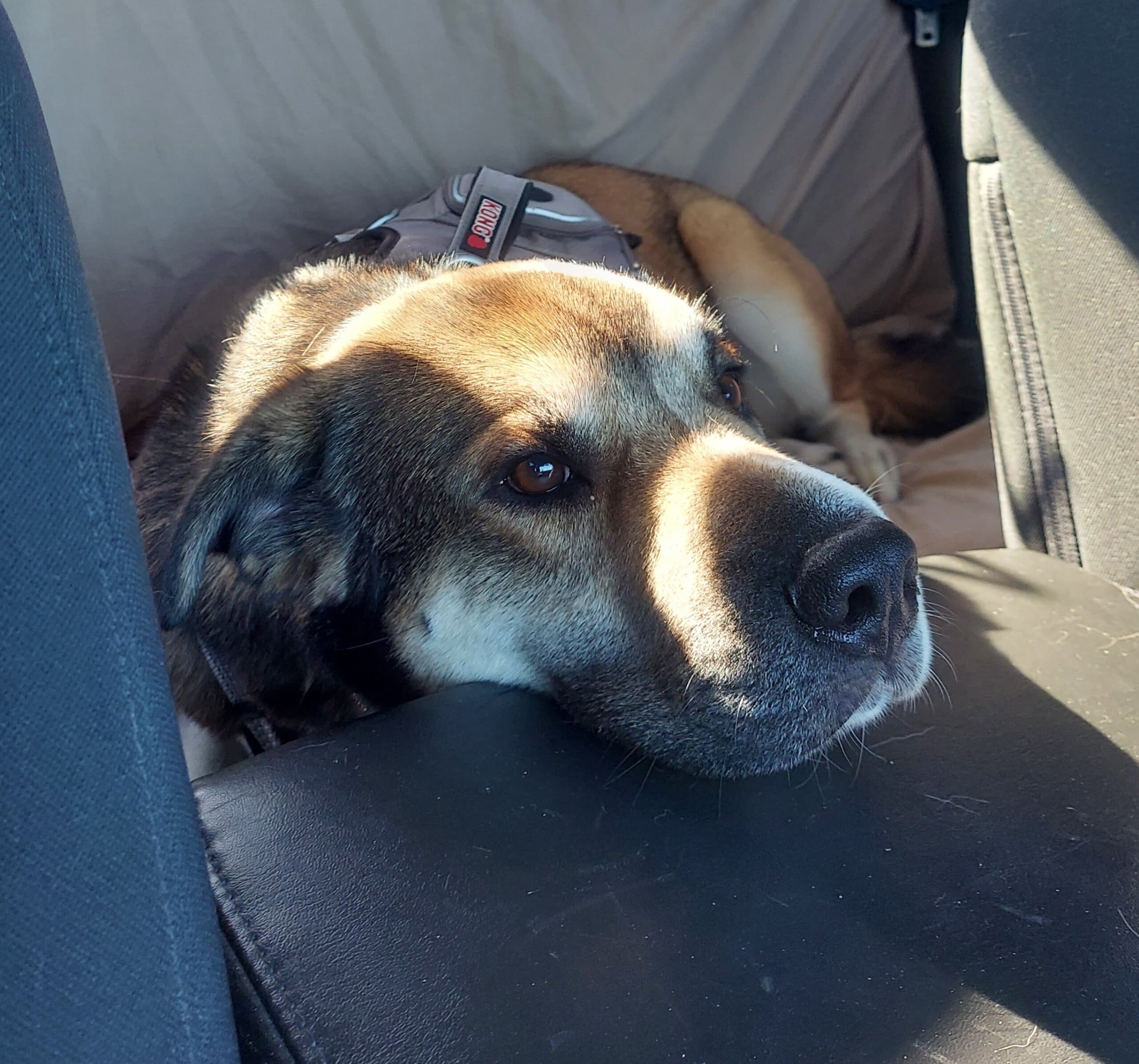 Hercules needs a new lease on life Rescue Ranch Inc.