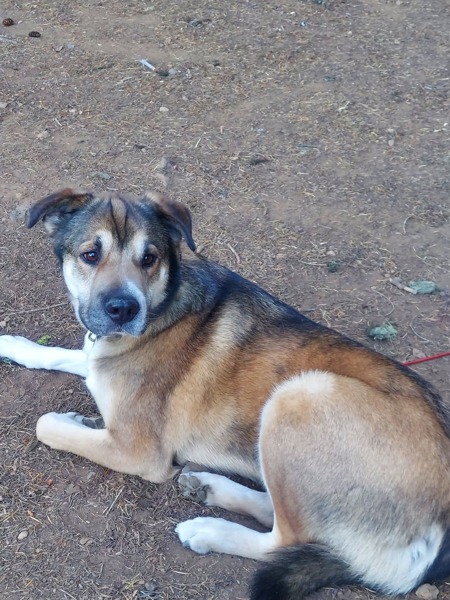 Hercules needs a new lease on life Rescue Ranch Inc.