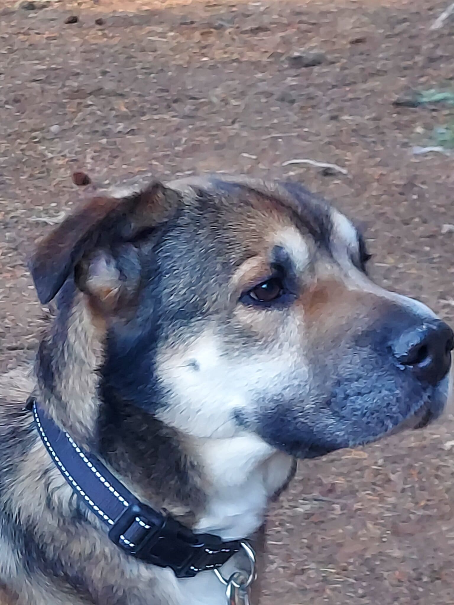 Hercules needs a new lease on life Rescue Ranch Inc.