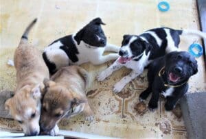 unwanted puppies in foster care