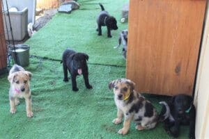 unwanted puppies in foster care