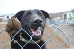 Lost dog, dog secure behind chain link fence