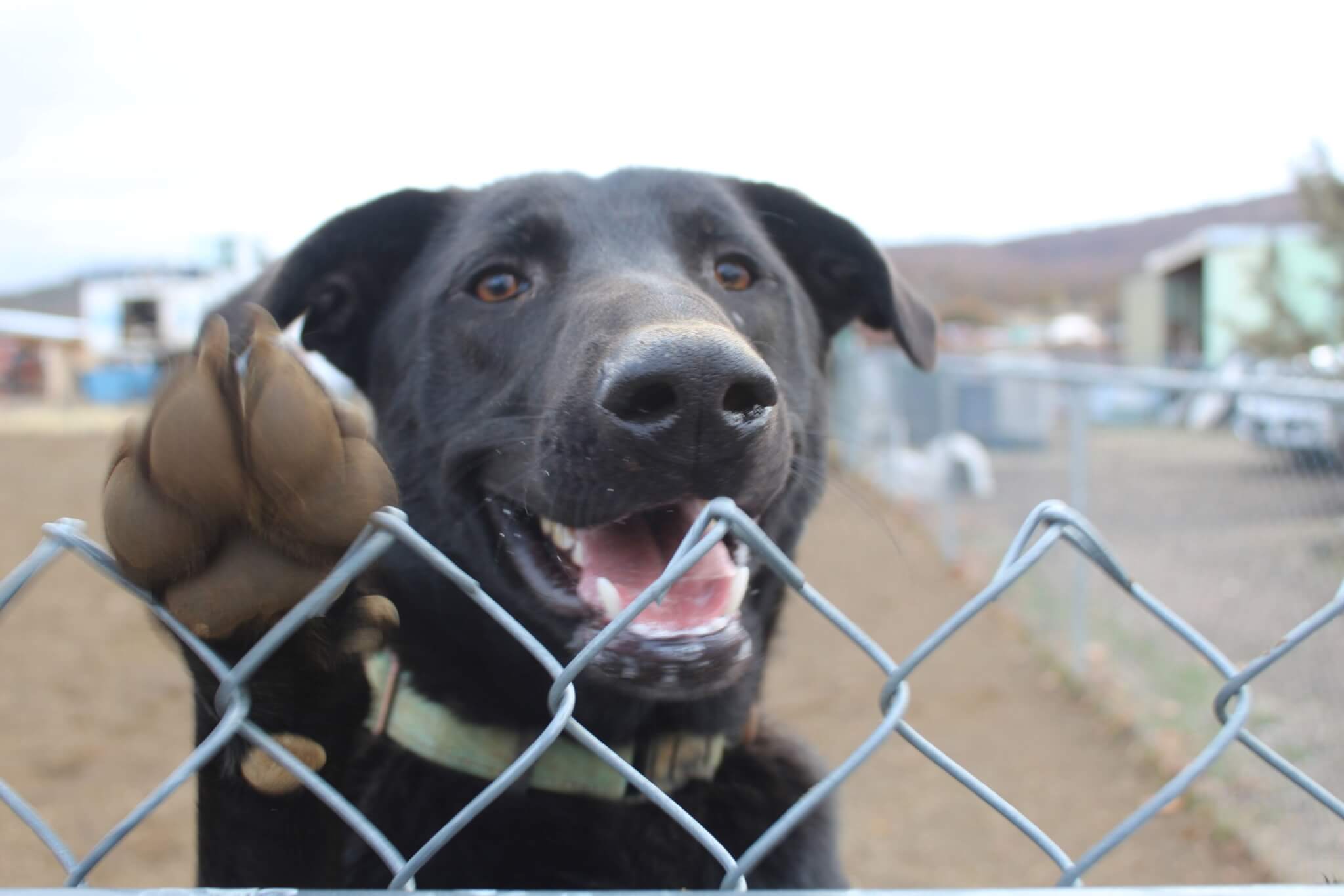Lost dog, dog secure behind chain link fence