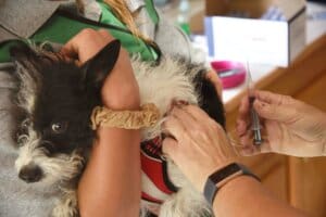 Small dog being held for vaccination