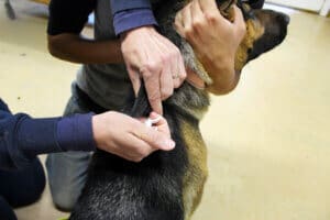 Lost dog, injecting microchip