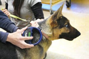 Lost dog, scanning newly implanted microchip