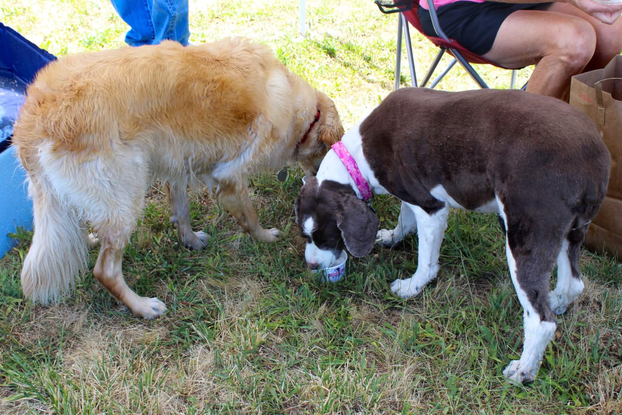 Dogs eating doggy ice cream Rescue Ranch Inc.