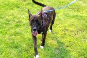 Dottie on leash at Lumberjoack Fiesta Days