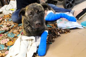 Lady's first night at the ranch after she was found