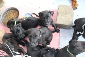 unwanted puppies in foster care