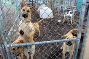 Older puppies in secure outdoor kennel
