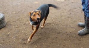 Lost dog, one of many Rescue Ranch dogs transferred as strays, who might have been abandoned, dumped or gotten lost and left unclaimed. He has since been adopted.
