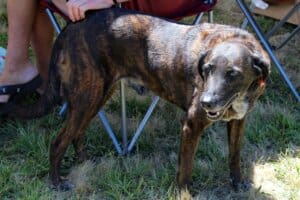 Red Dog Pet Supply dog Missy