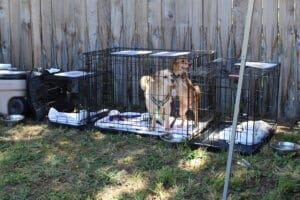 Oldies But Goodies rescue dogs at Red Dog Pet Supply Puppy Pool and Adoption Event